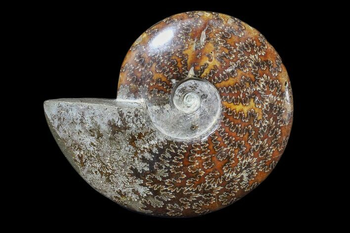 Polished Ammonite Fossil - Madagascar #173169